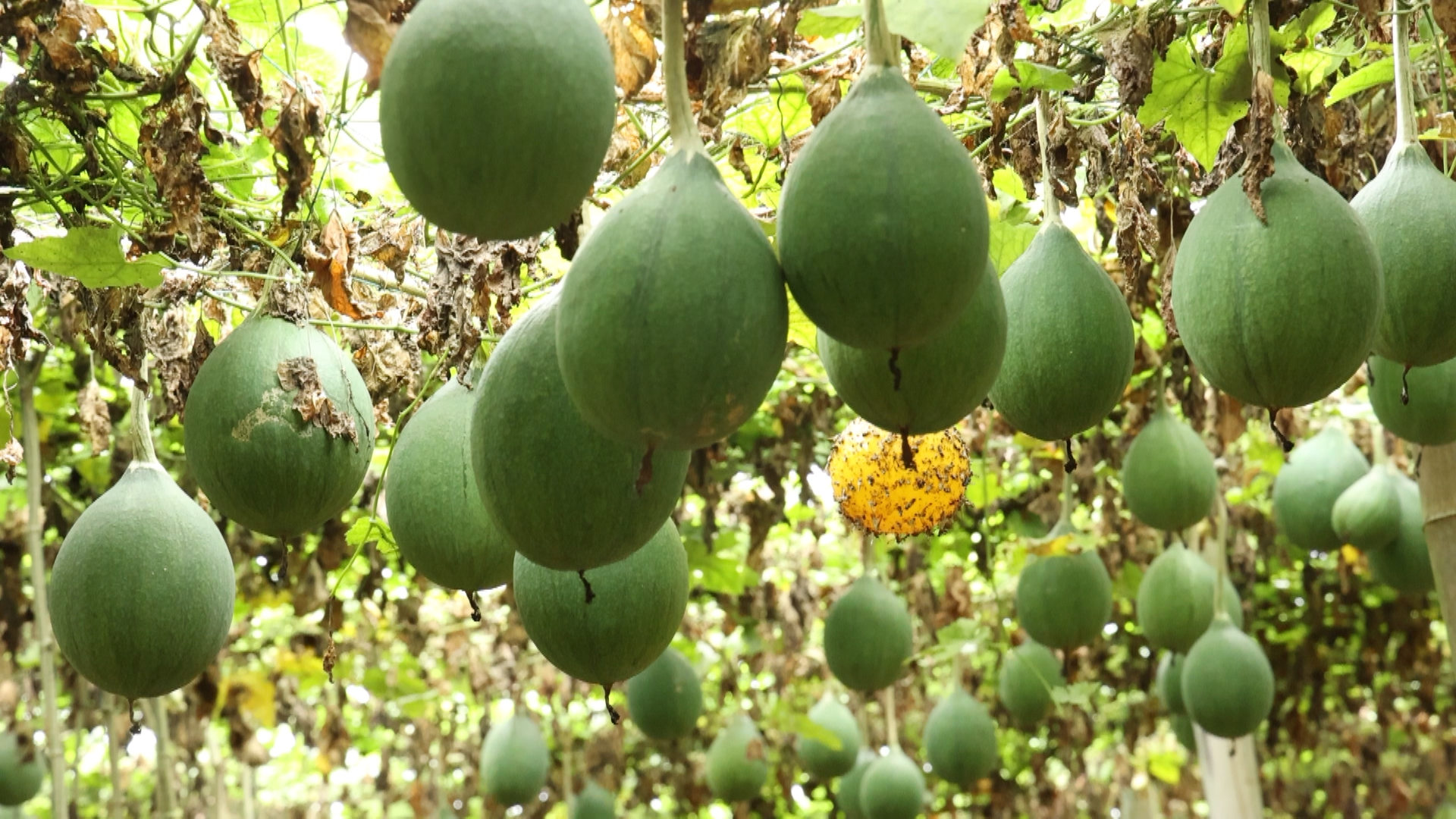 瓜蒌-2.bmp 瓜蒌-2.bmp