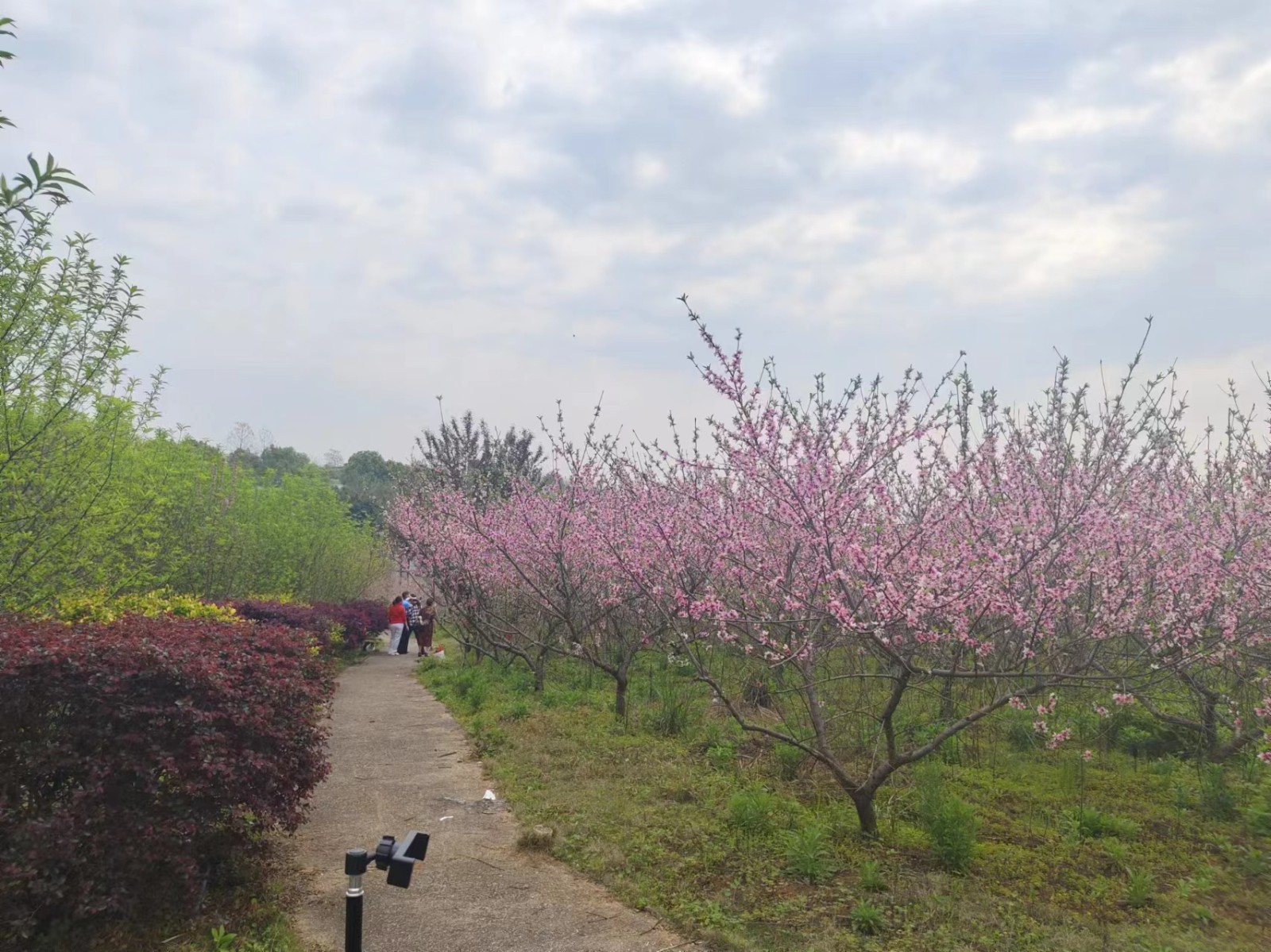 白水镇百里桃花园桃花盛放千亩桃花海引游客争相打卡